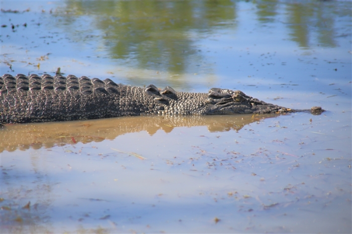 _800Mt Borradaile - Cooper Creek_5645_m_Crocodile